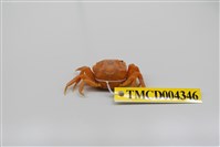 藏品(絨毛近方蟹)的圖片